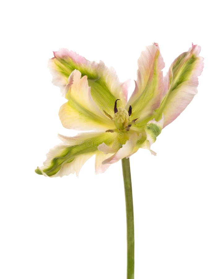 Bello tulipano bicolore insolito delicato immagini stock Bello tulipano bicolore insolito delicato immagini stock