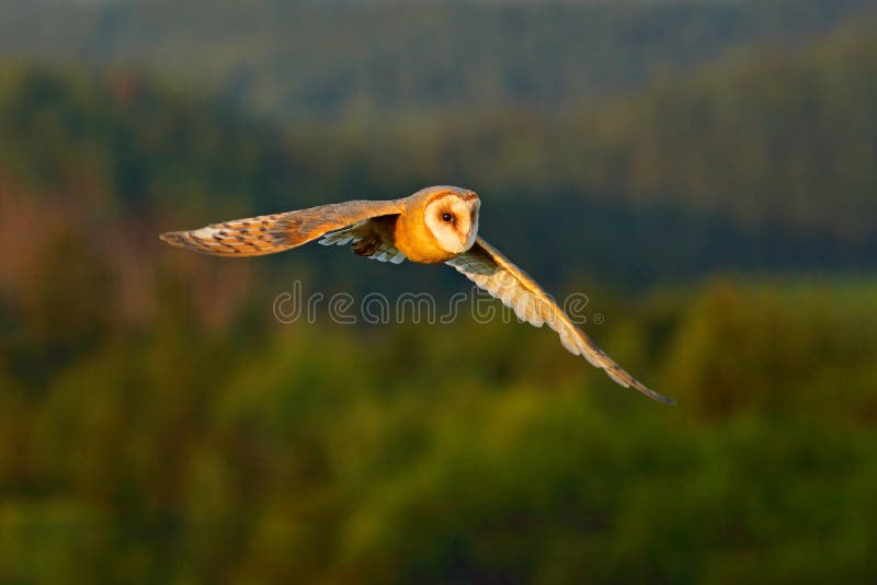 Bello uccello in mosca Sole piacevole di sera Barbagianni, uccello leggero piacevole in volo, nell'erba, ali stese, Sc della faun fotografia stock libera da diritti Bello uccello in mosca Sole piacevole di sera Barbagianni, uccello leggero piacevole in volo, nell'erba, ali stese, Sc della faun fotografia stock libera da diritti