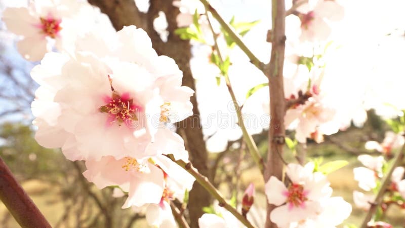 Bello video de primavera de ramas de almendras floridas moviéndose en el viento en los rayos de sol en retroiluminación y vidrios