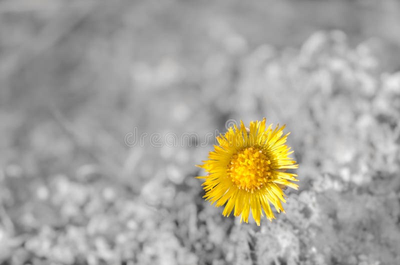 Bello wildflower giallo del Coltsfoot fotografie stock libere da diritti