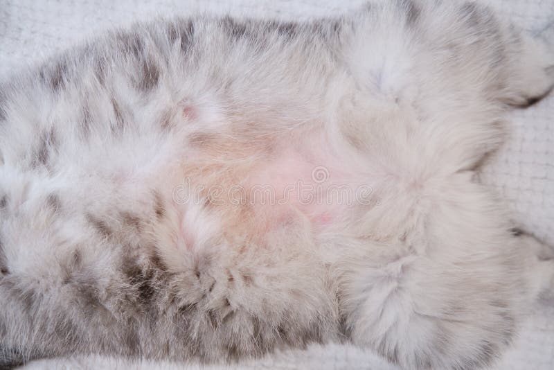 White Cat Belly Rug