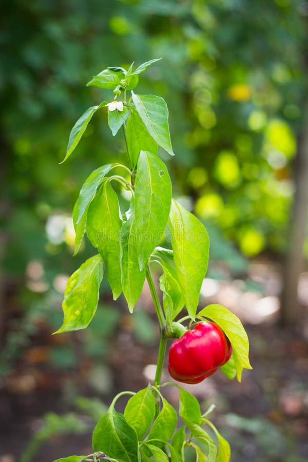 Belly Pepper Growing in Tree Stock Photo Image of process, gardening 176465328