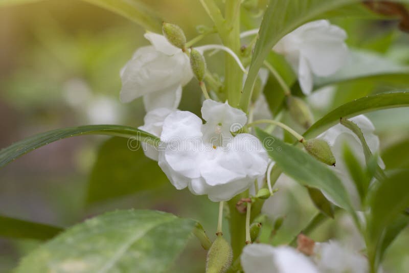 Belo Bálsamo De Rosa Branca, Bálsamo De Jardim, Impatiens Balsamina Ou  Touch Me Não Floresça No Jardim Imagem de Stock - Imagem de bonito,  brilhante: 156363631