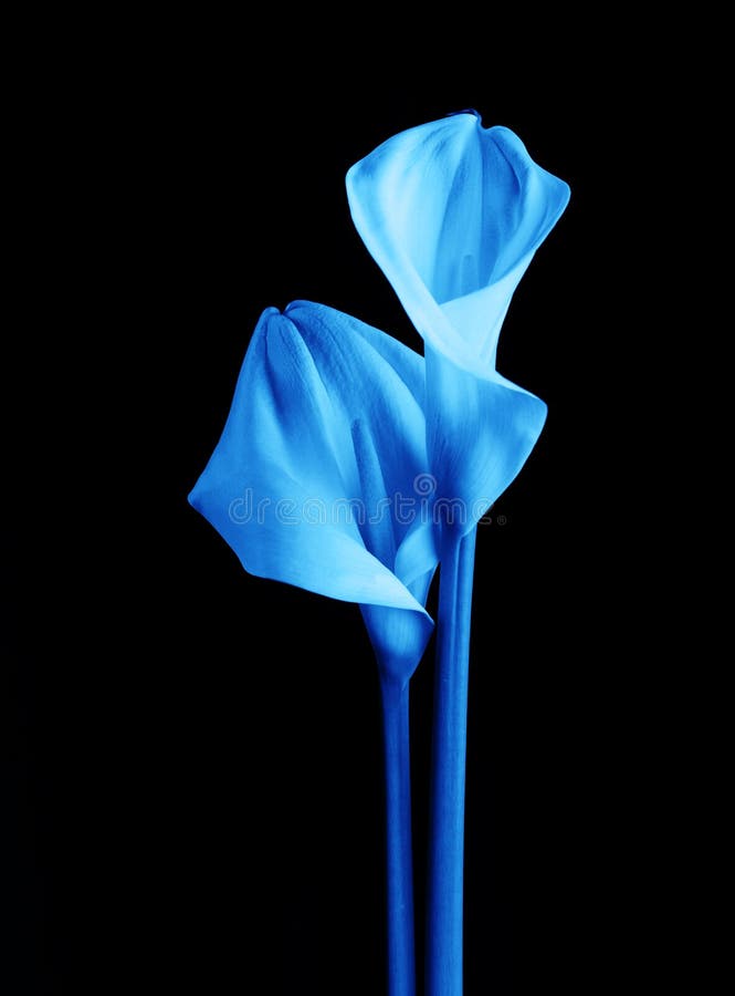 Beautiful flower calla with beautiful neon light on a black background. Two beautiful flowers. Trend color blue. Beautiful flower calla with beautiful neon light on a black background. Two beautiful flowers. Trend color blue