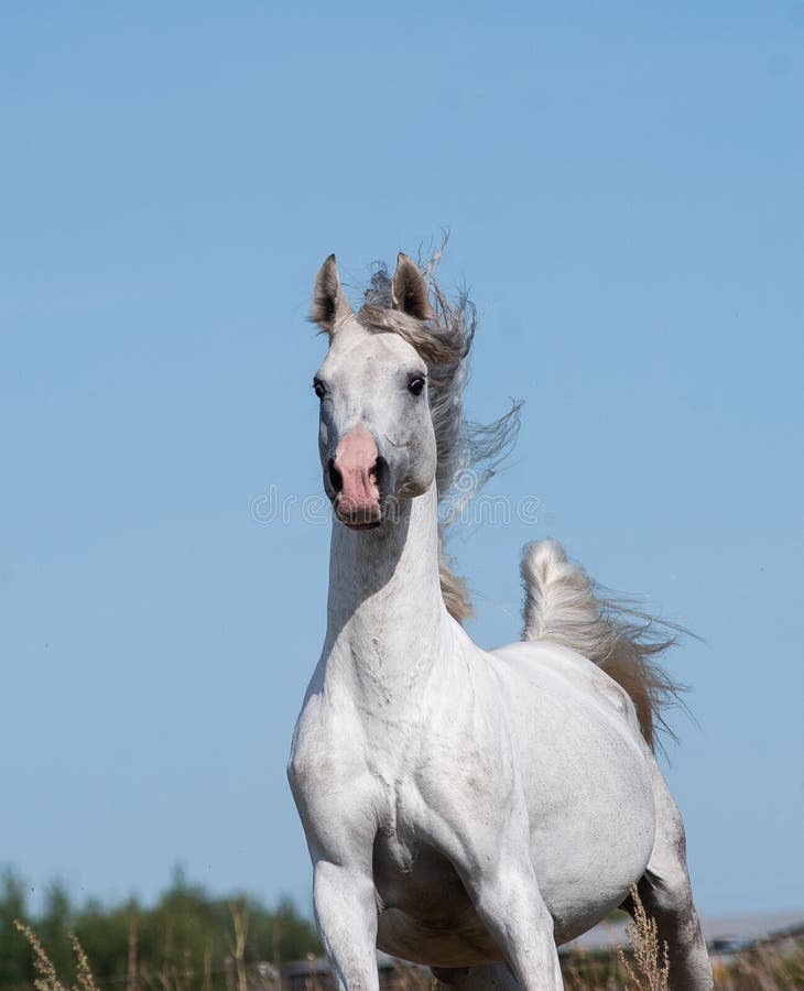 Cavalo Na Frente Do Céu Azul Imagem de Stock - Imagem de branco, dentes:  83381485