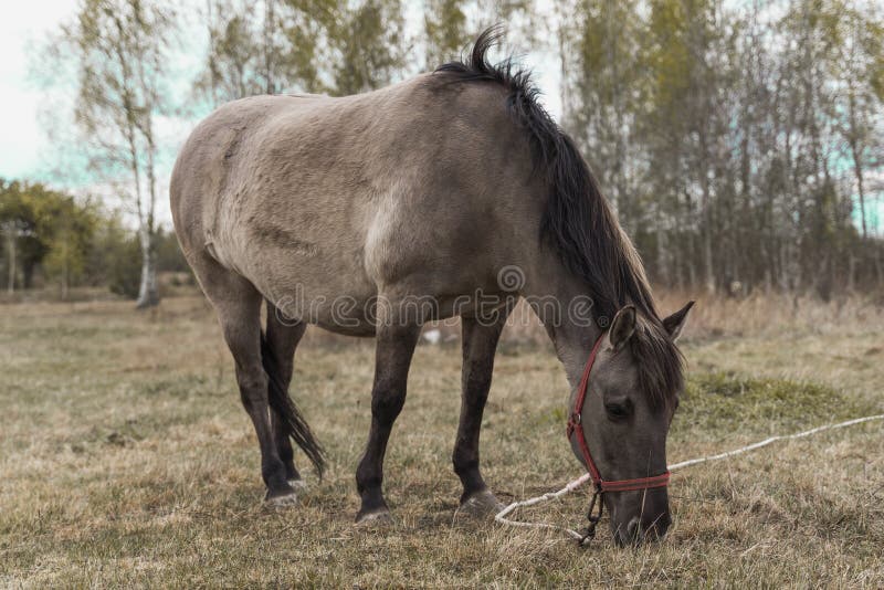 Belo cavalo na fazenda polonesa cercado por árvores