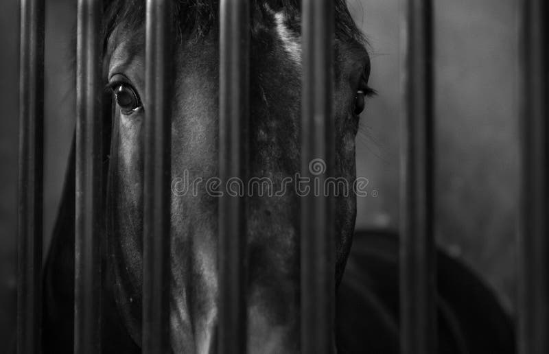 Fundo Cavalo De Frente Para A Câmera Na Frente De Um Estábulo Escuro Fundo,  Foto Do Animal Imagem de plano de fundo para download gratuito