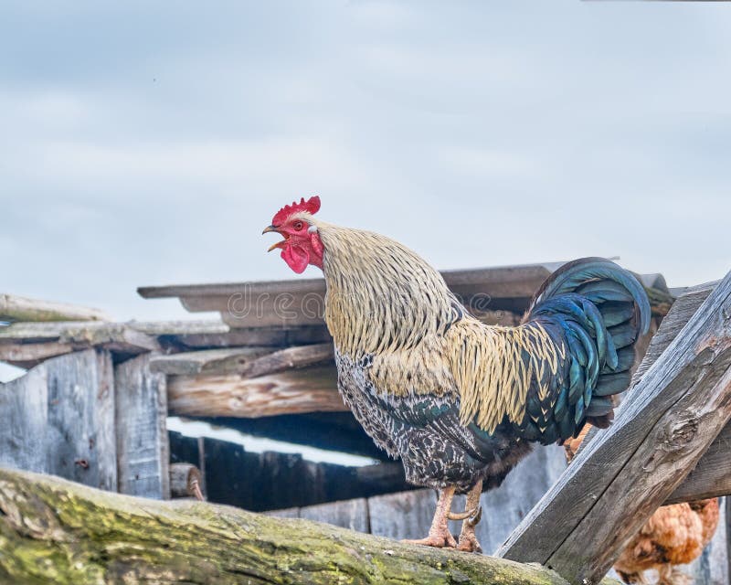 Galo gritando engraçado foto de stock. Imagem de fazenda - 34193004