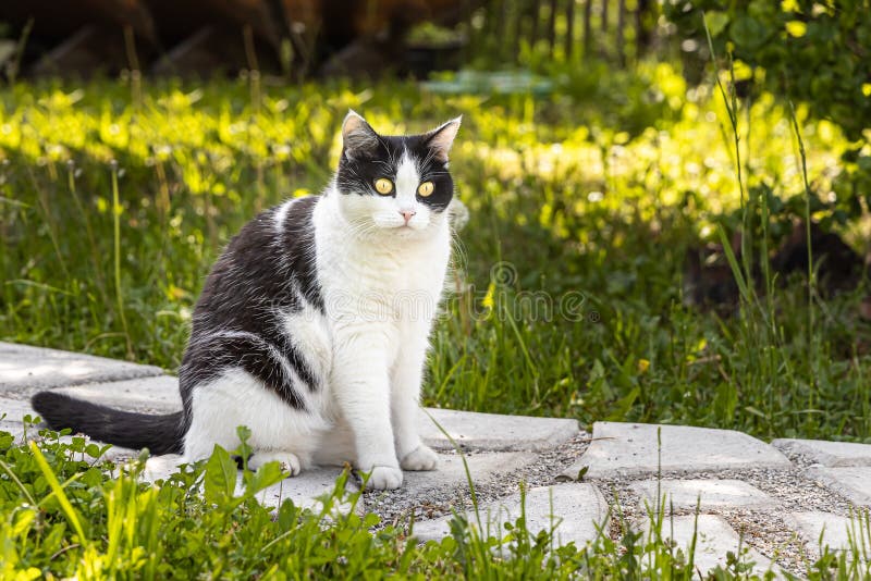 Gatinho Alienígena Com Três Olhos Cinza Imagem de Stock - Imagem