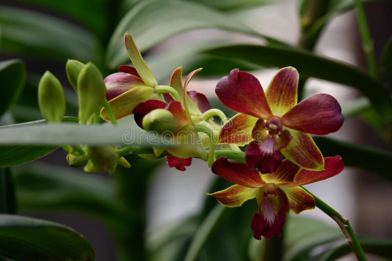 Belo Manguezal Dendrobium Em Plena Floração Imagem de Stock - Imagem de  pétala, flora: 202765911