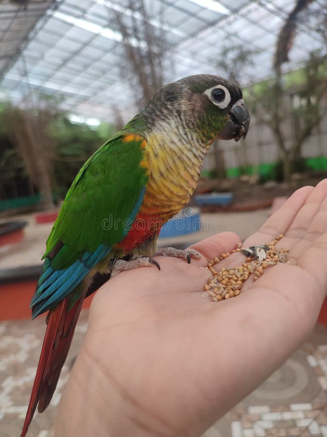 Belo Popinjay Emperrado Na Mão Foto de Stock - Imagem de media, periquito:  262781102