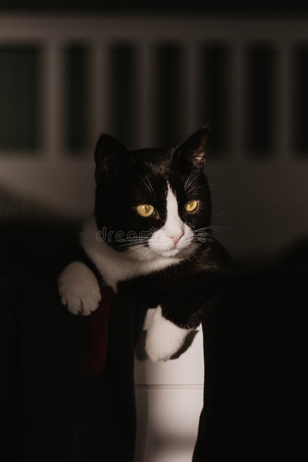 Retrato De Um Gato Preto Com Um Pescoço Branco Olhando Para O Jogo a  Distância Foto de Stock - Imagem de distância, cauda: 221727350