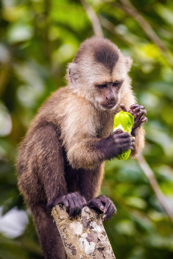 Macaco-prego na árvore sorrindo Stock Photo