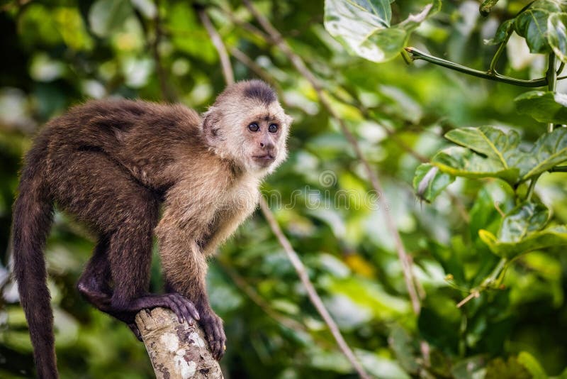 Macaco-prego na árvore sorrindo Stock Photo