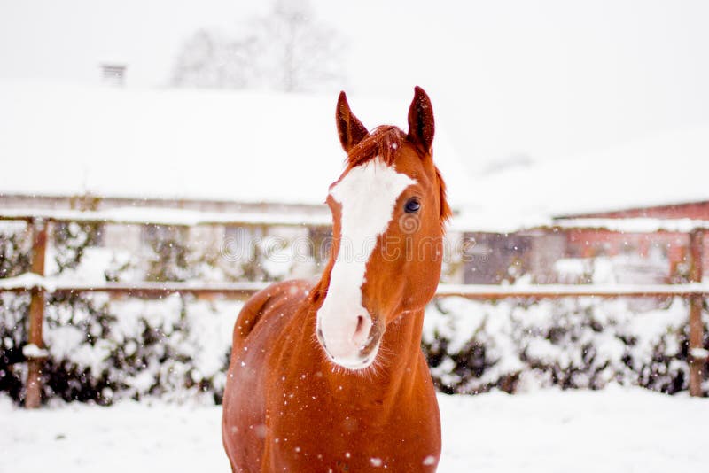 Beautiful chestnut red horse portrait in winter in snowfall. Beautiful chestnut red horse portrait in winter in snowfall