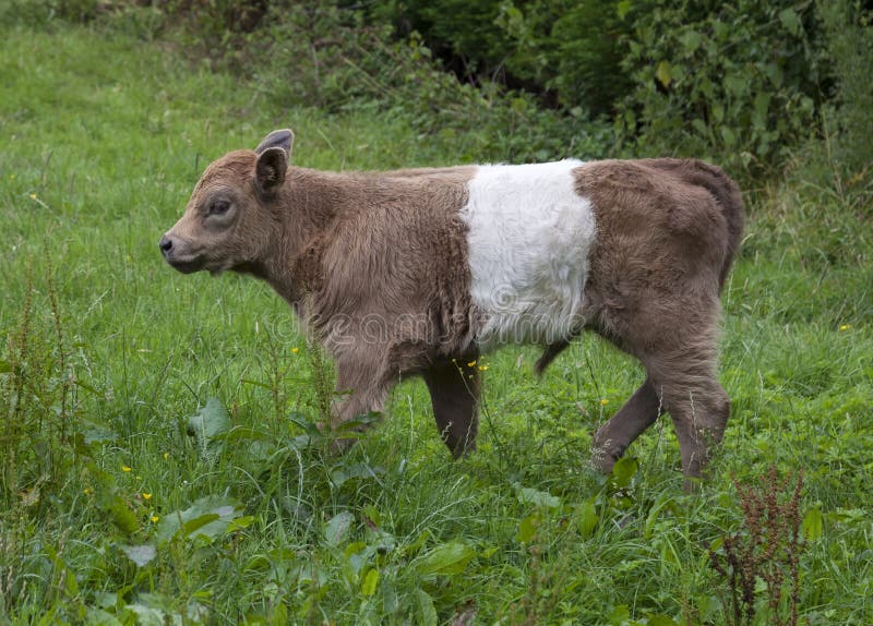 A Belted Galloway Cow stock photo. Image of brown, domestic 31417212