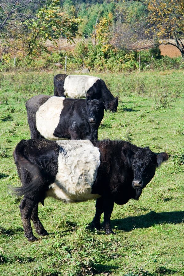 Belted Galloways