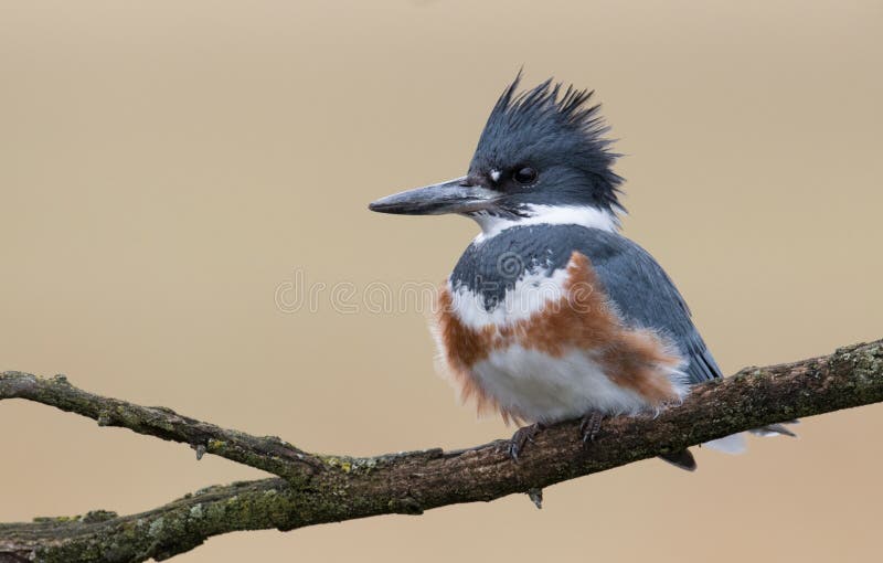 Belted Kingfisher stock image. Image of belted, beautiful - 111645217