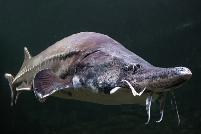 Beluga fish sturgeon fish close-up muzzle with a mustache emerges from the darkwater