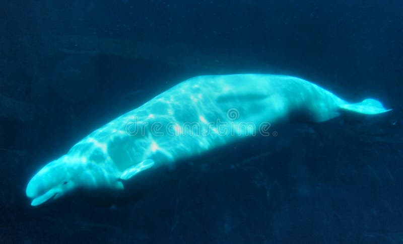 Beluga wale