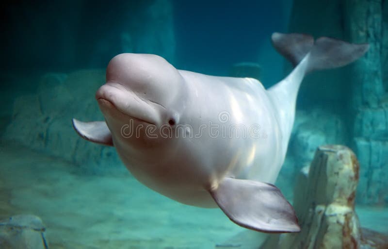 Ballena en cancelar azul Agua.