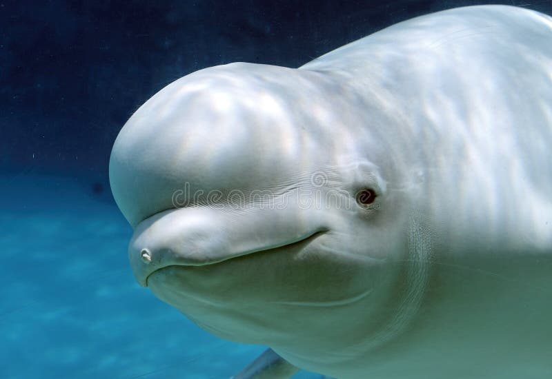 Beluga Whale