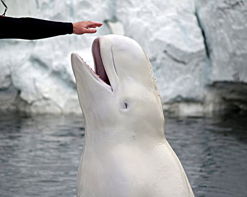 Beluga Whale