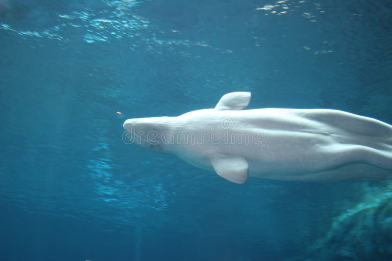 [Imagen: beluga-whale-993502.jpg]