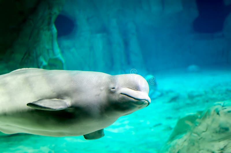 Beluga whale underwater