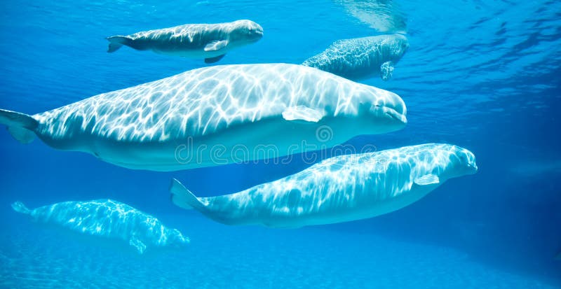 Beluga Whales