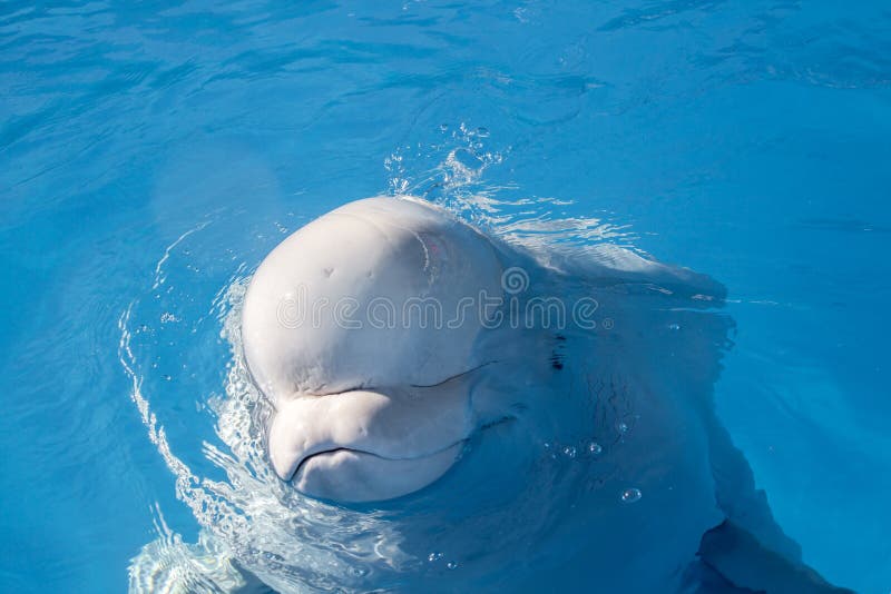 Beluga whales, cute white whale, in water head