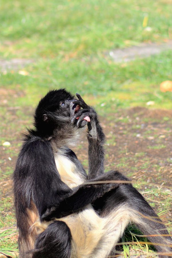 Macaco-aranha (Ateles belzebuth) - Ambientebrasil - Ambientes