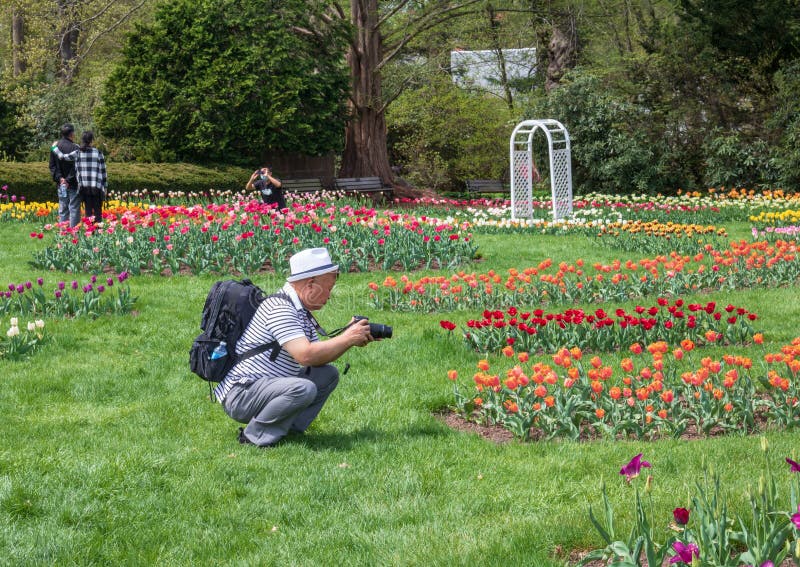 Bemannen Sie das Fotografieren von Tulpen in Elizabeth Park, West-Hartford, Connecticut stockfotografie Bemannen Sie das Fotografieren von Tulpen in Elizabeth Park, West-Hartford, Connecticut stockfotografie