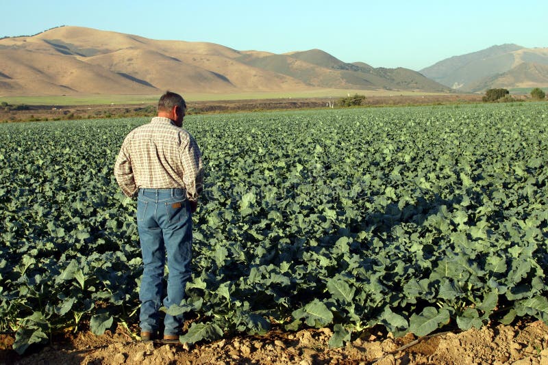 Man farmer looking at a field of vegetables. Man farmer looking at a field of vegetables