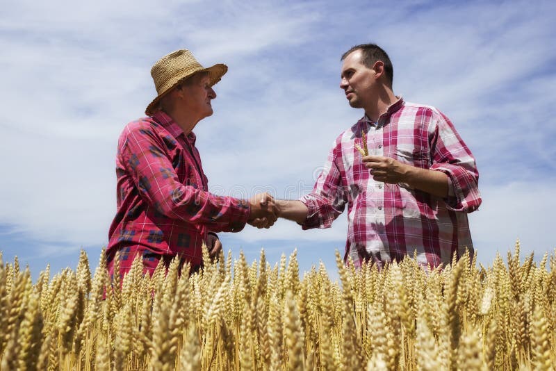 Bemannen Sie Erschütterung mit Landwirt und congrats Landwirt für guten Weizen stockfotografie Bemannen Sie Erschütterung mit Landwirt und congrats Landwirt für guten Weizen stockfotografie