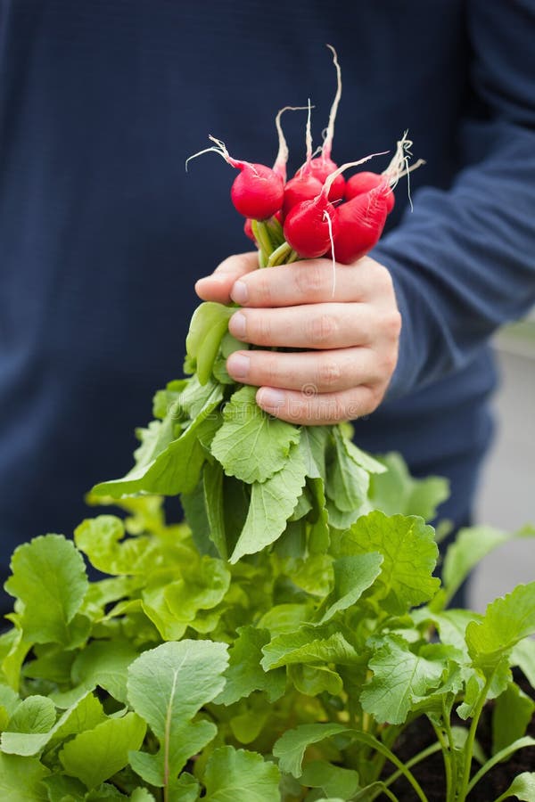 Bemannen Sie Gärtnersammelnrettich vom Gemüsebehältergarten auf b lizenzfreie stockbilder Bemannen Sie Gärtnersammelnrettich vom Gemüsebehältergarten auf b lizenzfreie stockbilder