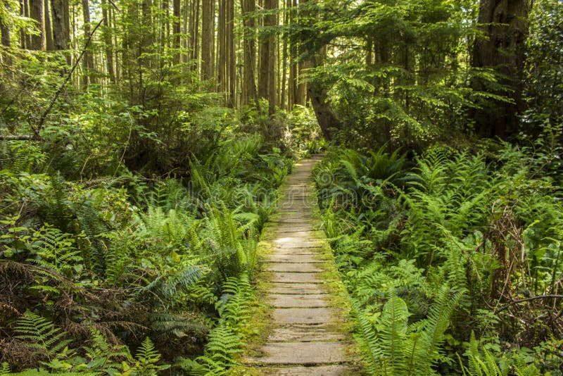 Bemost Promenadelandschap stock foto's