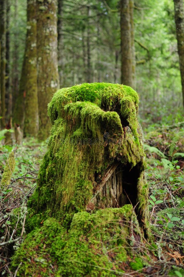 Bemost Stomp Weelderig Bos royalty-vrije stock afbeeldingen Bemost Stomp Weelderig Bos royalty-vrije stock afbeeldingen