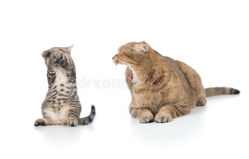 Bemuttern Sie die Katze, die am erschrockenen Kätzchenkind schreit lizenzfreies stockbild Bemuttern Sie die Katze, die am erschrockenen Kätzchenkind schreit lizenzfreies stockbild