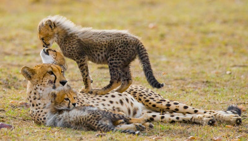 Bemuttern Sie Gepard und ihre Jungen in der Savanne kenia tanzania afrika Chiang Mai serengeti Maasai Mara stockfotografie Bemuttern Sie Gepard und ihre Jungen in der Savanne kenia tanzania afrika Chiang Mai serengeti Maasai Mara stockfotografie