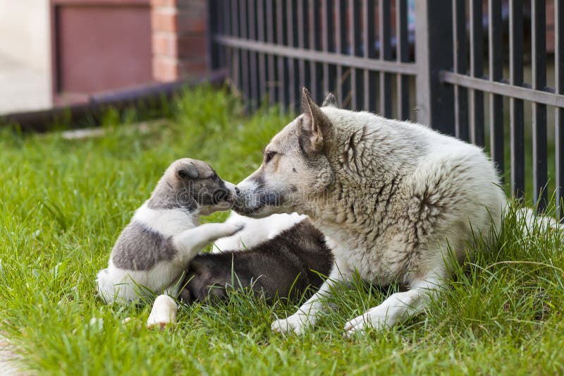 Bemuttern Sie Hund mit Babywelpen, netten Welpen A, ein Hund, Hund - Fokus lizenzfreie stockbilder Bemuttern Sie Hund mit Babywelpen, netten Welpen A, ein Hund, Hund - Fokus lizenzfreie stockbilder