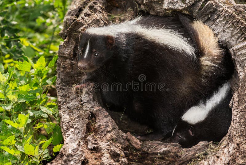 Bemuttern Sie Streifenskunk (Mephitis Mephitis) und Ausrüstung im Klotz stockfotografie Bemuttern Sie Streifenskunk (Mephitis Mephitis) und Ausrüstung im Klotz stockfotografie