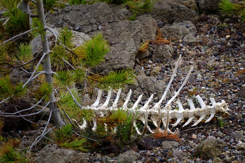 Ben av ett djur i vildmark, blekt vitt Skeleton arkivbild