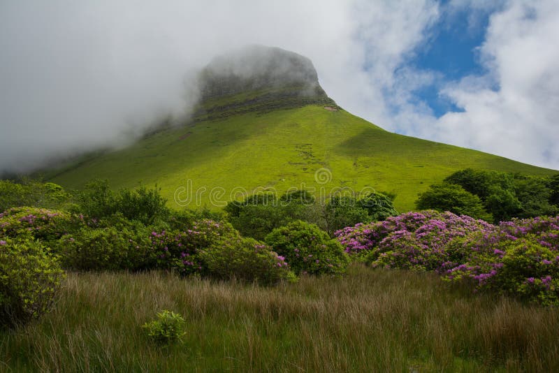 Ben Bulben, Republic of Ireland on a partly sunny day with rhododendron in the foreground