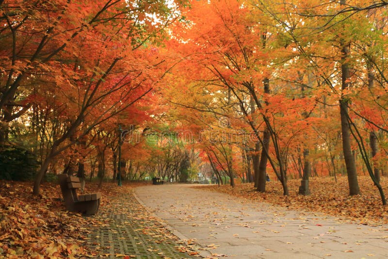 Bench in the Autumn Forest park