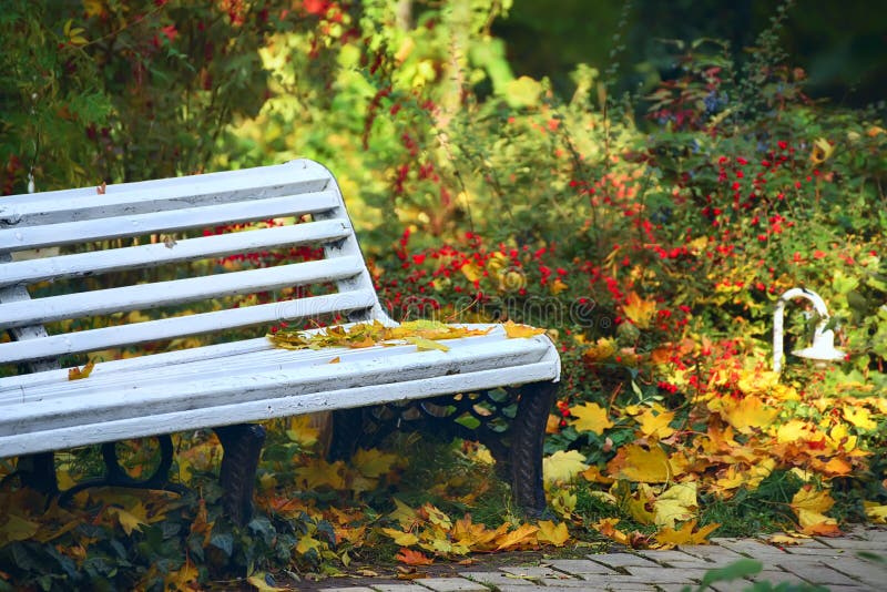 Bench in the autumn forest, park