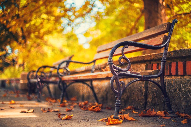 Bench in autumn park. Autumn landscape