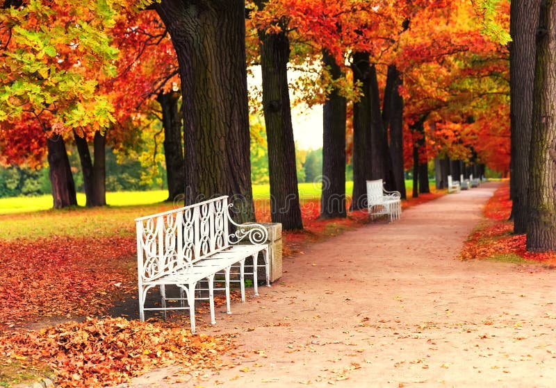 Bench in autumn park stock photo. Image of branch, plant - 60779020