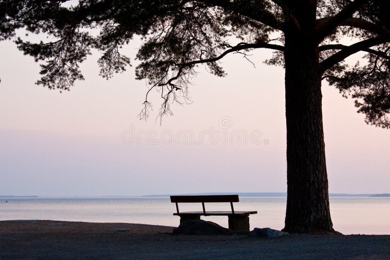 Bench and big tree at the beach silhouette