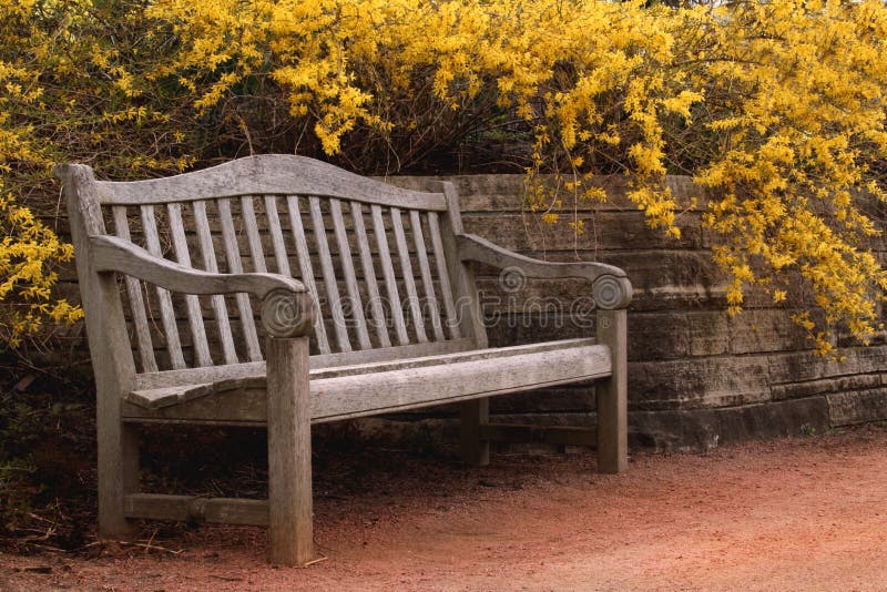 Bench and Forsythia